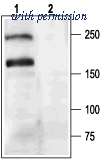Alomone Labs ACC-001 image 1
