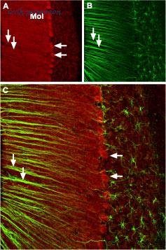 Alomone Labs ACC-001 image 3