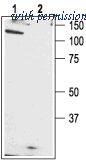 Alomone Labs ACC-010 image 1