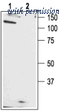 Alomone Labs ACC-010 ͼ 1