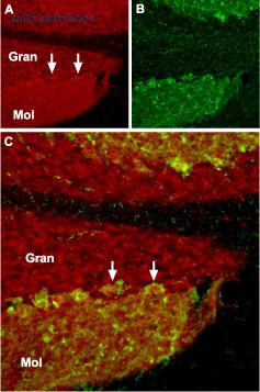 Alomone Labs ACC-010 image 2