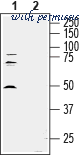 Alomone Labs ACC-010 image 3