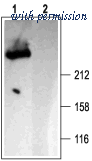 Alomone Labs ACC-019 image 1