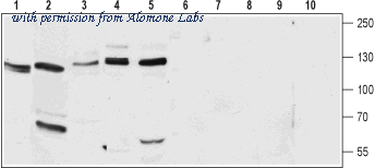 Alomone Labs ACC-102 image 1