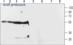 Alomone Labs ADR-002 image 1