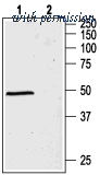 Alomone Labs AGA-001 image 1