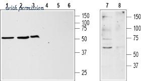 Alomone Labs AKR-001 image 1