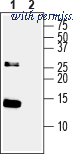 Alomone Labs ANT-003 image 1