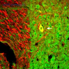 Alomone Labs ANT-003 image 2