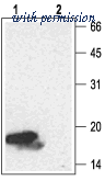 Alomone Labs ANT-004 image 1
