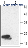 Alomone Labs ANT-004 image 3