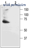 Alomone Labs APC-023 ͼ 1