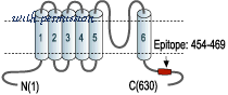 Alomone Labs APC-023 ͼ 2