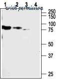 Alomone Labs APR-003 image 1