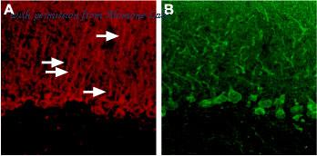 Alomone Labs APR-006 image 3