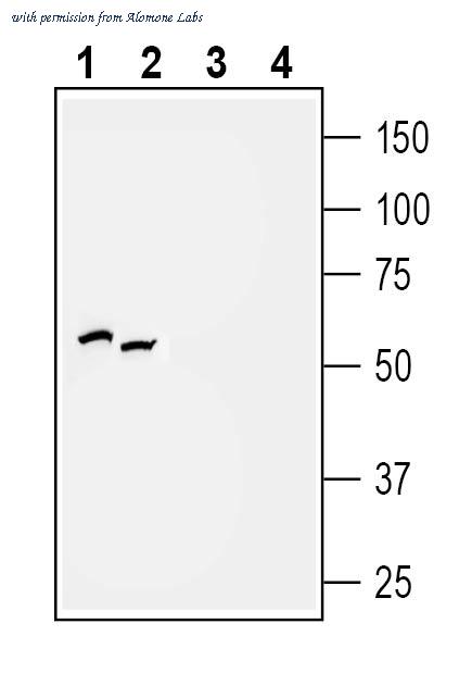 Alomone Labs APR-010 image 1