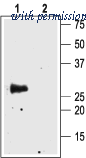 Alomone Labs AQP-004 image 1