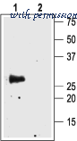 Alomone Labs AQP-004 image 2