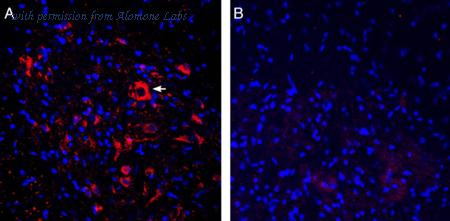 Alomone Labs ASC-012 image 2