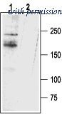 Alomone Labs ASC-017 image 1