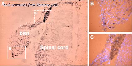 Alomone Labs ASC-017 image 2