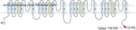 Alomone Labs ASC-017 image 3