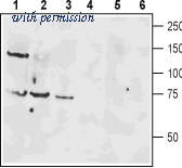 Alomone Labs AVR-001 image 1
