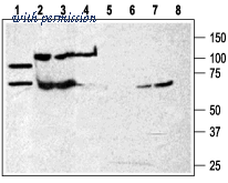 Alomone Labs APR-008 ͼ 1