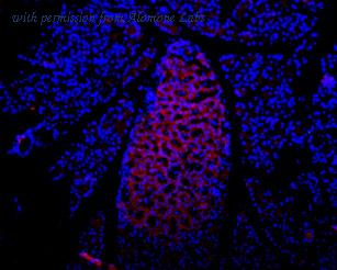 Alomone Labs APR-008 image 2