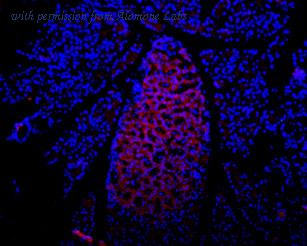 Alomone Labs APR-008 ͼ 2