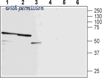 Alomone Labs APR-025 image 1