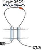 Alomone Labs APR-025 image 2