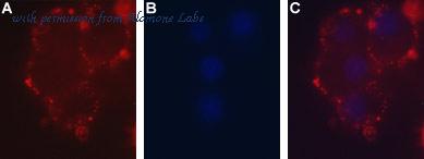 Alomone Labs APR-025 image 3