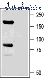 Alomone Labs ASC-014 image 1