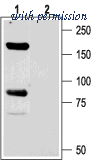 Alomone Labs ASC-014 ͼ 1