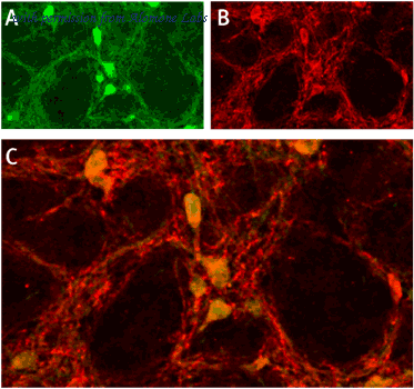 Alomone Labs ASC-014 image 2