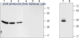 Alomone Labs AVC-001 image 1