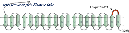 Alomone Labs AVC-001 image 2