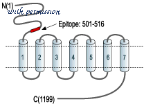 Alomone Labs AVC-001 image 3