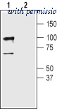 Alomone Labs AGC-010 image 1