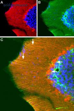 Alomone Labs AGC-010 image 2