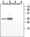 Alomone Labs AQP-005 image 1