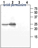 Alomone Labs AQP-005 ͼ 1