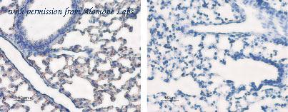Alomone Labs AQP-005 image 2