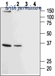 Alomone Labs ACC-061 image 1