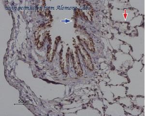 Alomone Labs ACC-061 image 2