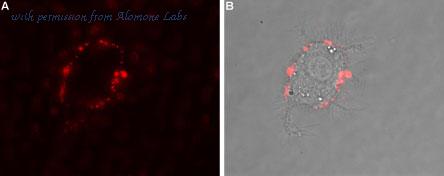 Alomone Labs AAR-003 image 3