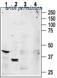 Alomone Labs AAR-006 image 1