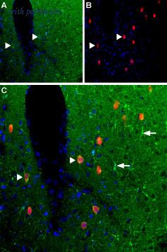 Alomone Labs AAR-006 image 2