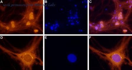 Alomone Labs AAR-006 image 3